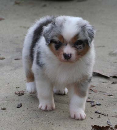 berger australien chiot