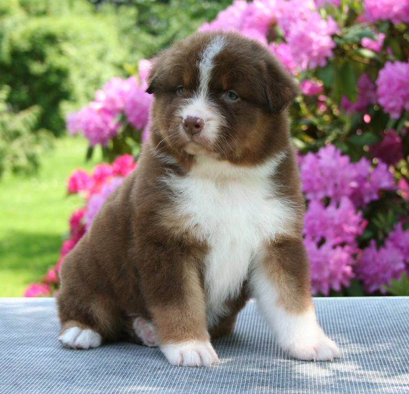 chiots disponibles chiots disponibles