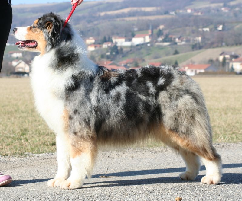 Ch. Ukraine Blue Lola Of Crystal Lake (2003-2010)