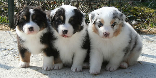 chiots bergers australiens