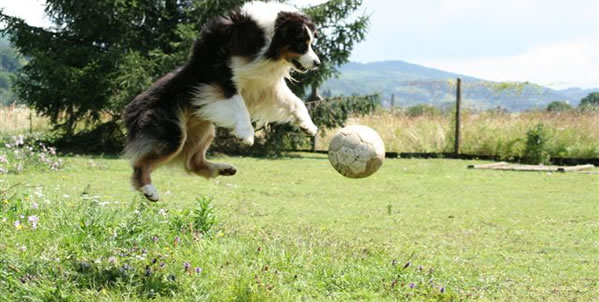 chien de travail par excellence