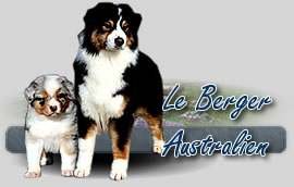 le berger australien